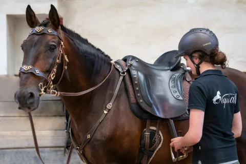 Braunes Pferd mit Sattel mit einer Reiterin