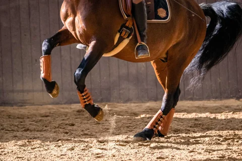 Kategoriebild für: Beinschutz