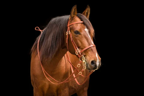 Kategoriebild für: Gebisse