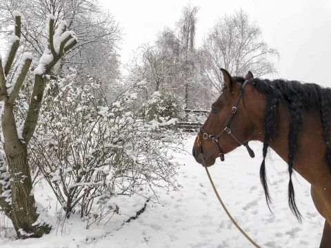 Kategorie Duque Winterbild-s