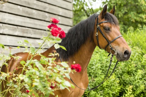 Kategorie Sommer Malaki-s