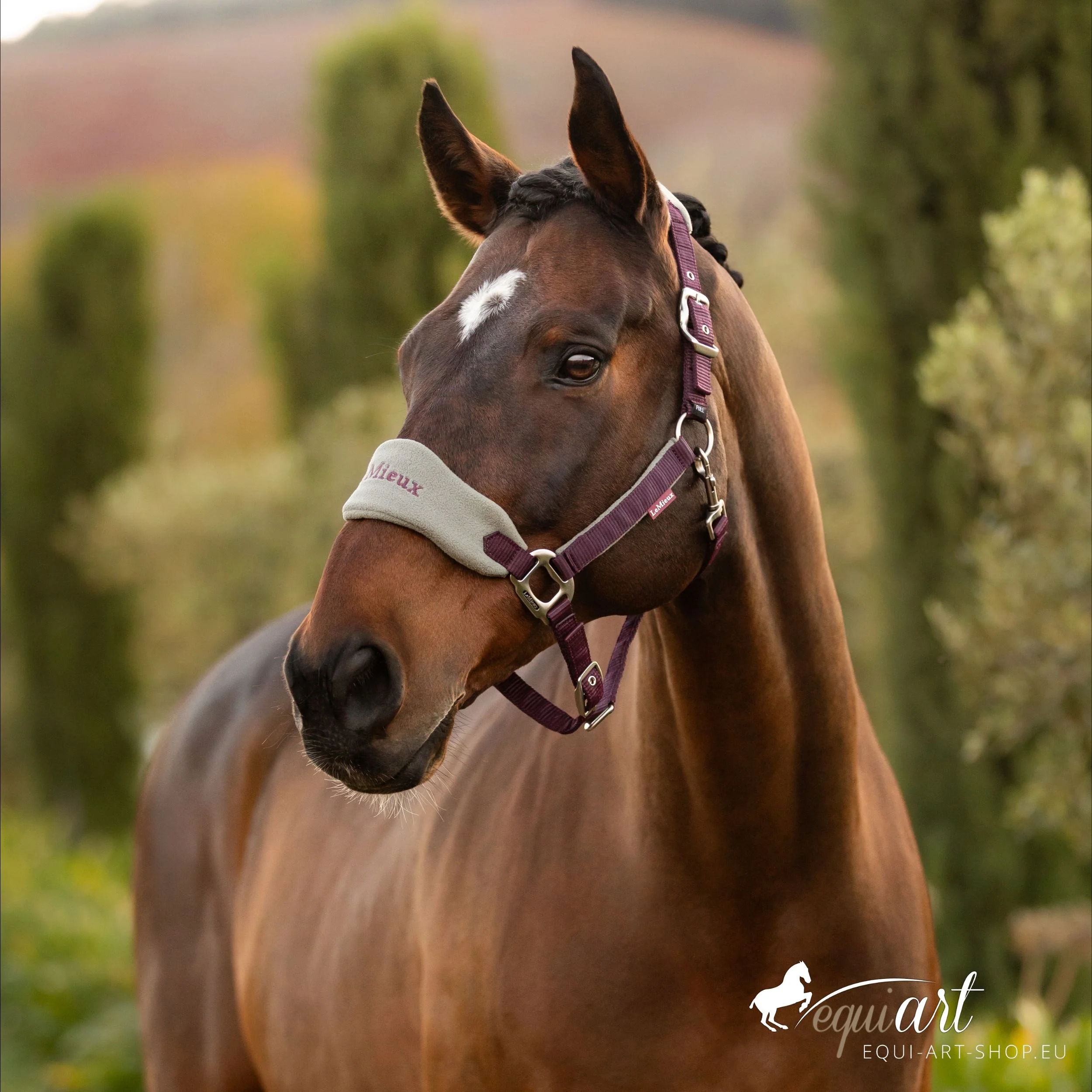 LeMieux Halfter Vogue Damson Titelbild