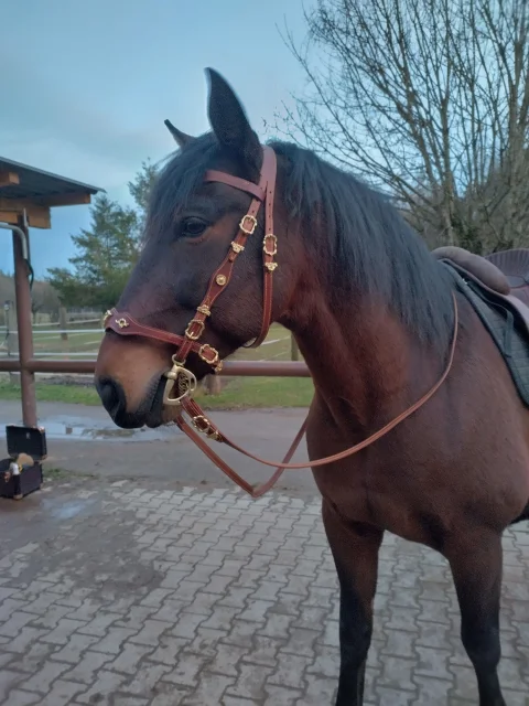 Trensezaum Bewertung Uschi Manhardt