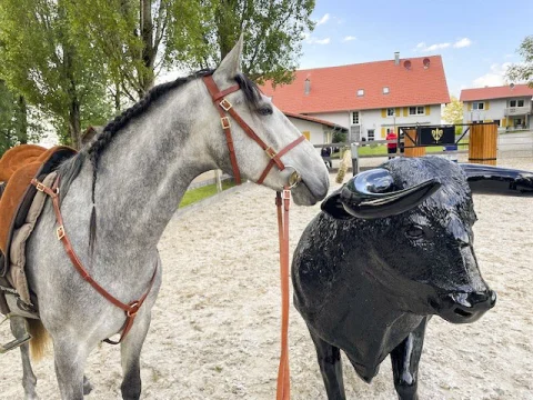 Vorderzeug Amoro Schwarz Silber