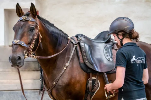 Kategoriebild für: Zaum & Zubehör
