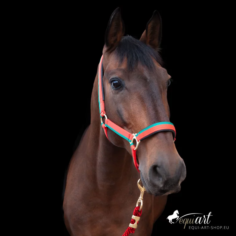 Portugiesisches Halfter mit Strick